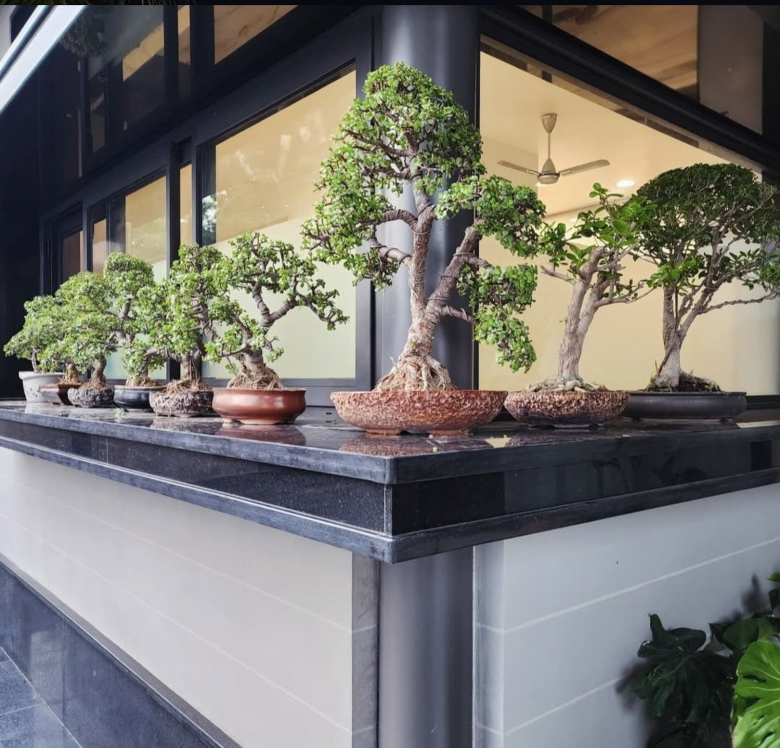 Zen Bonsai Design 10