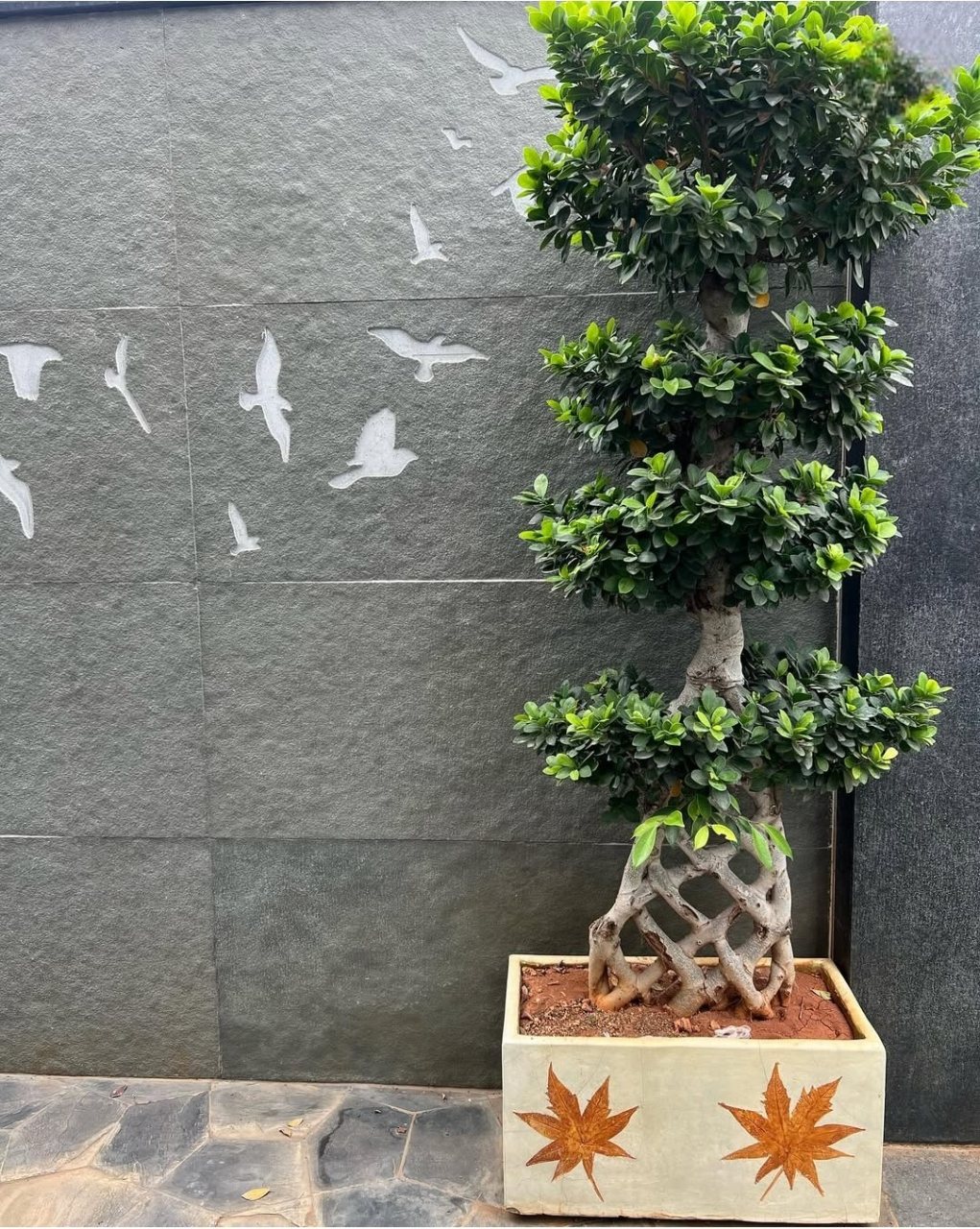 Zen Bonsai Design 3