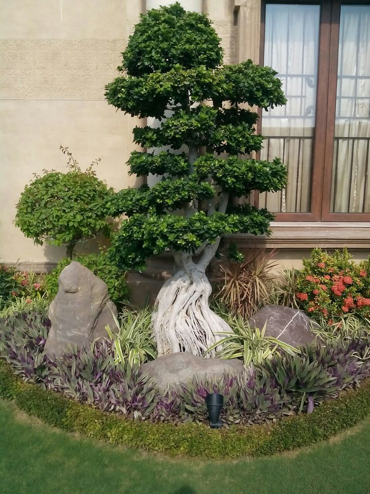 Zen Bonsai Design 6