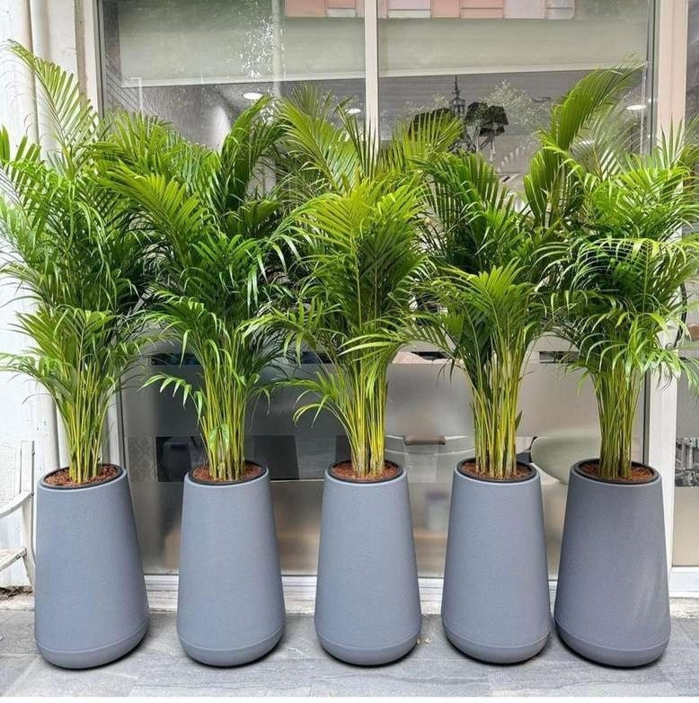 Plantscape Your Office, Refresh Your Team
